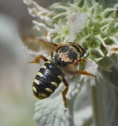 Réf. 234 129 : Rhodanthidium septemdentatum